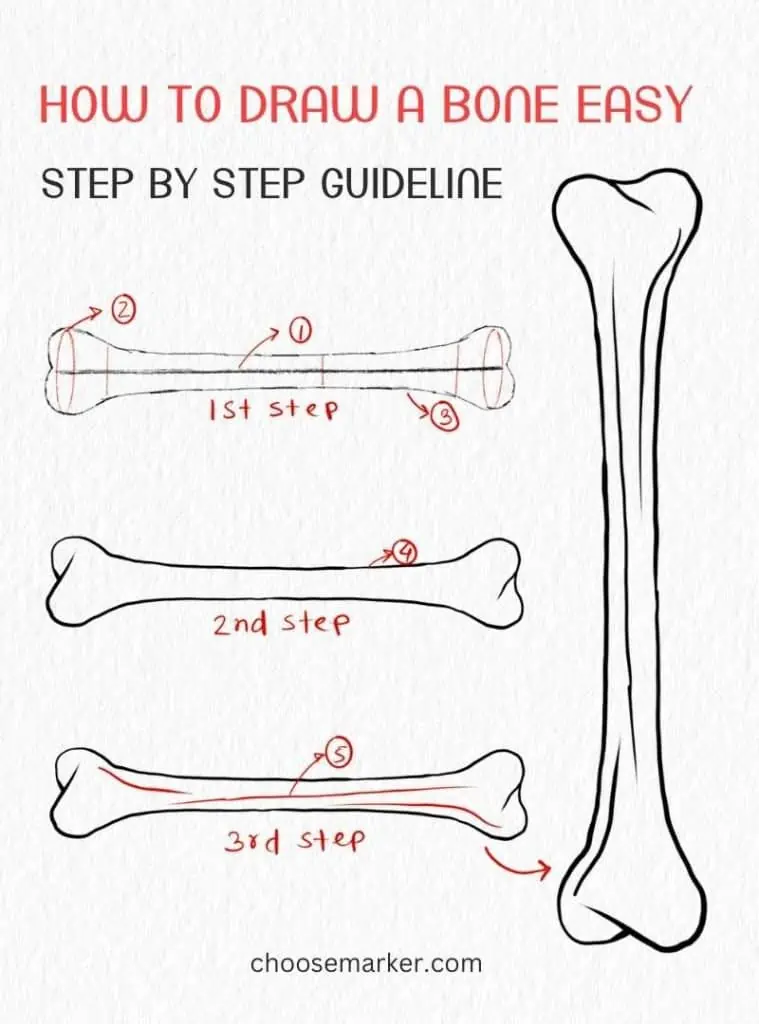 How to Draw a Bone Easy with Step by Step Guideline